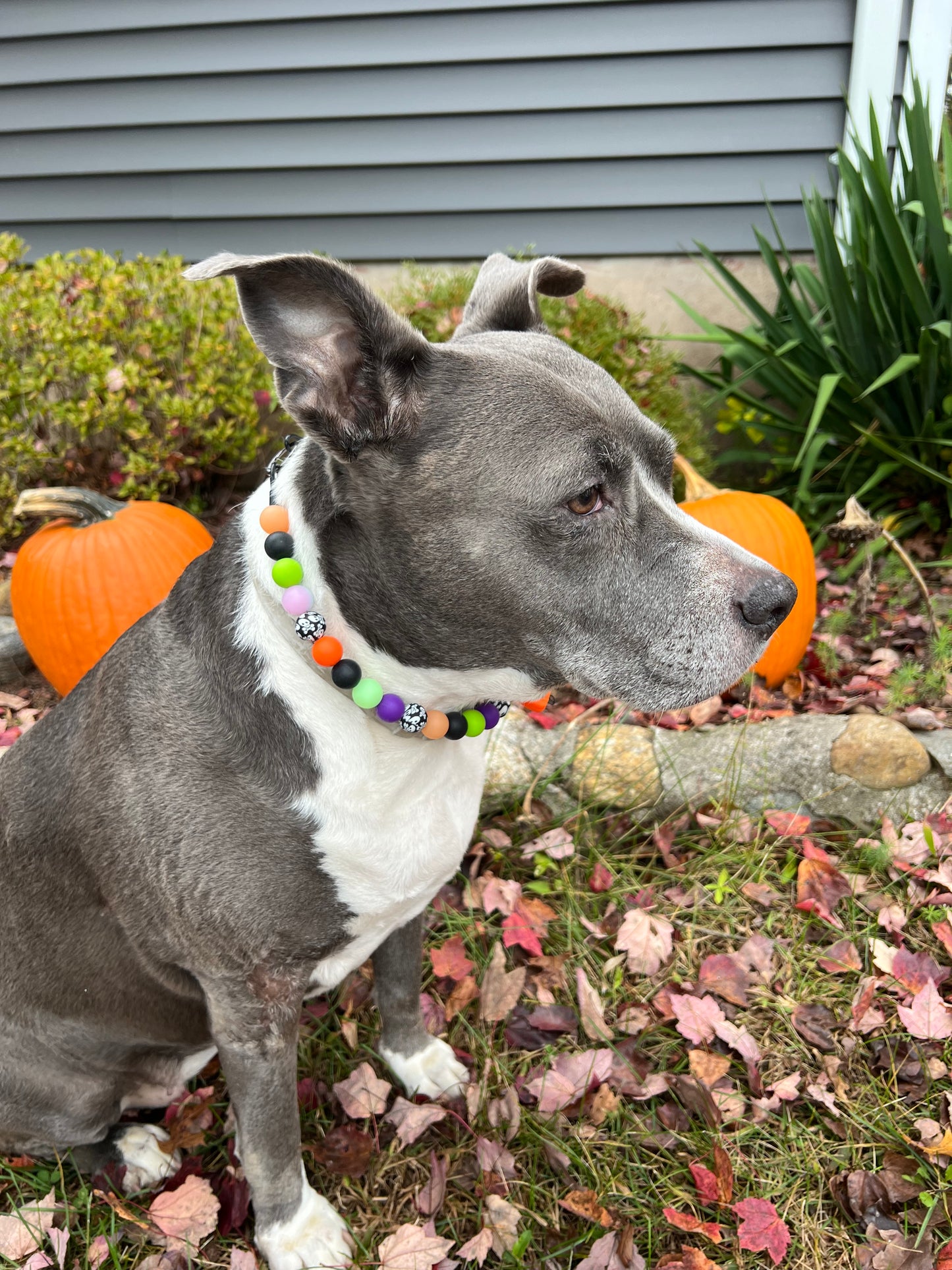 Glow in the dark Halloween collar