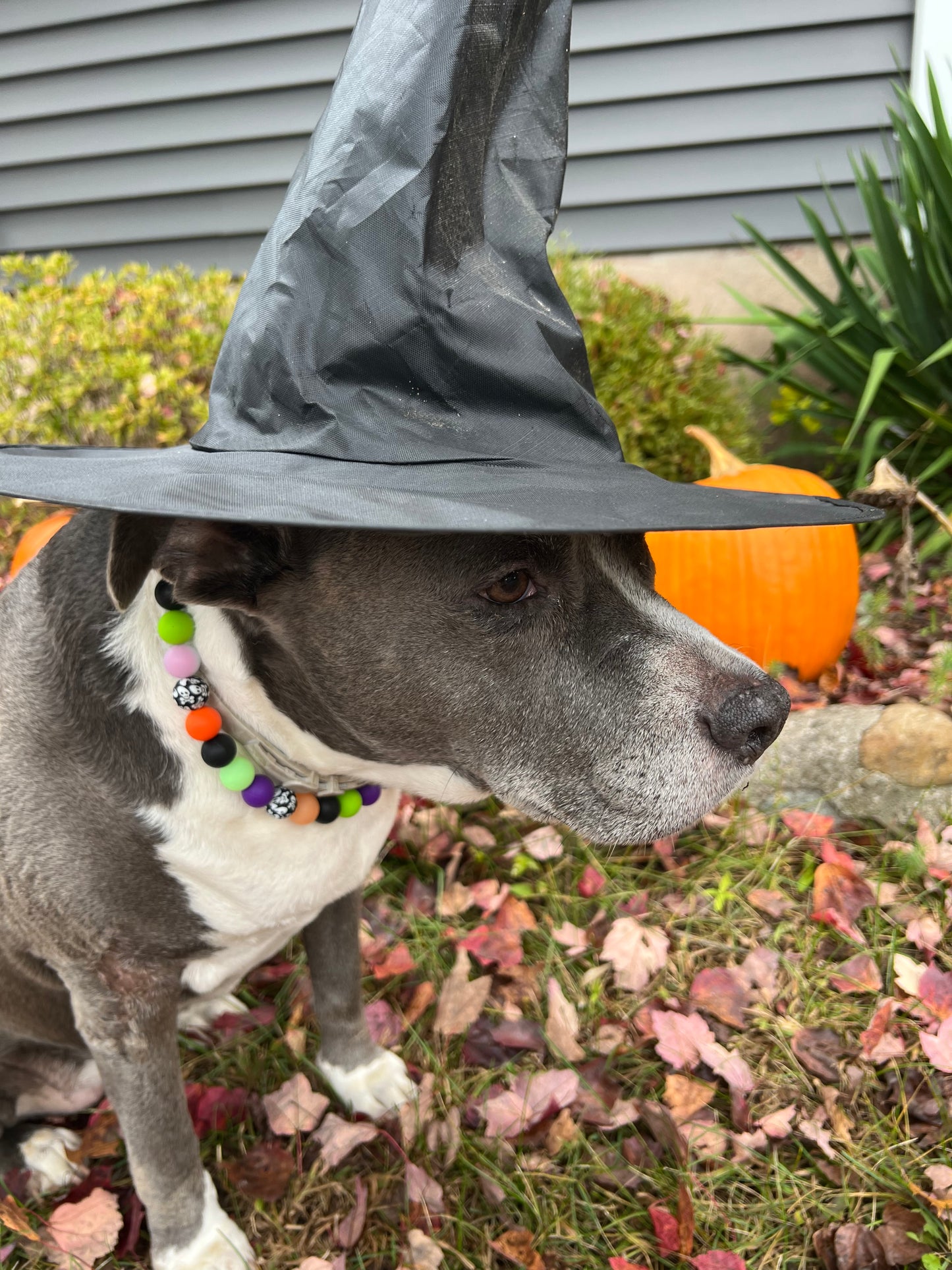Glow in the dark Halloween collar