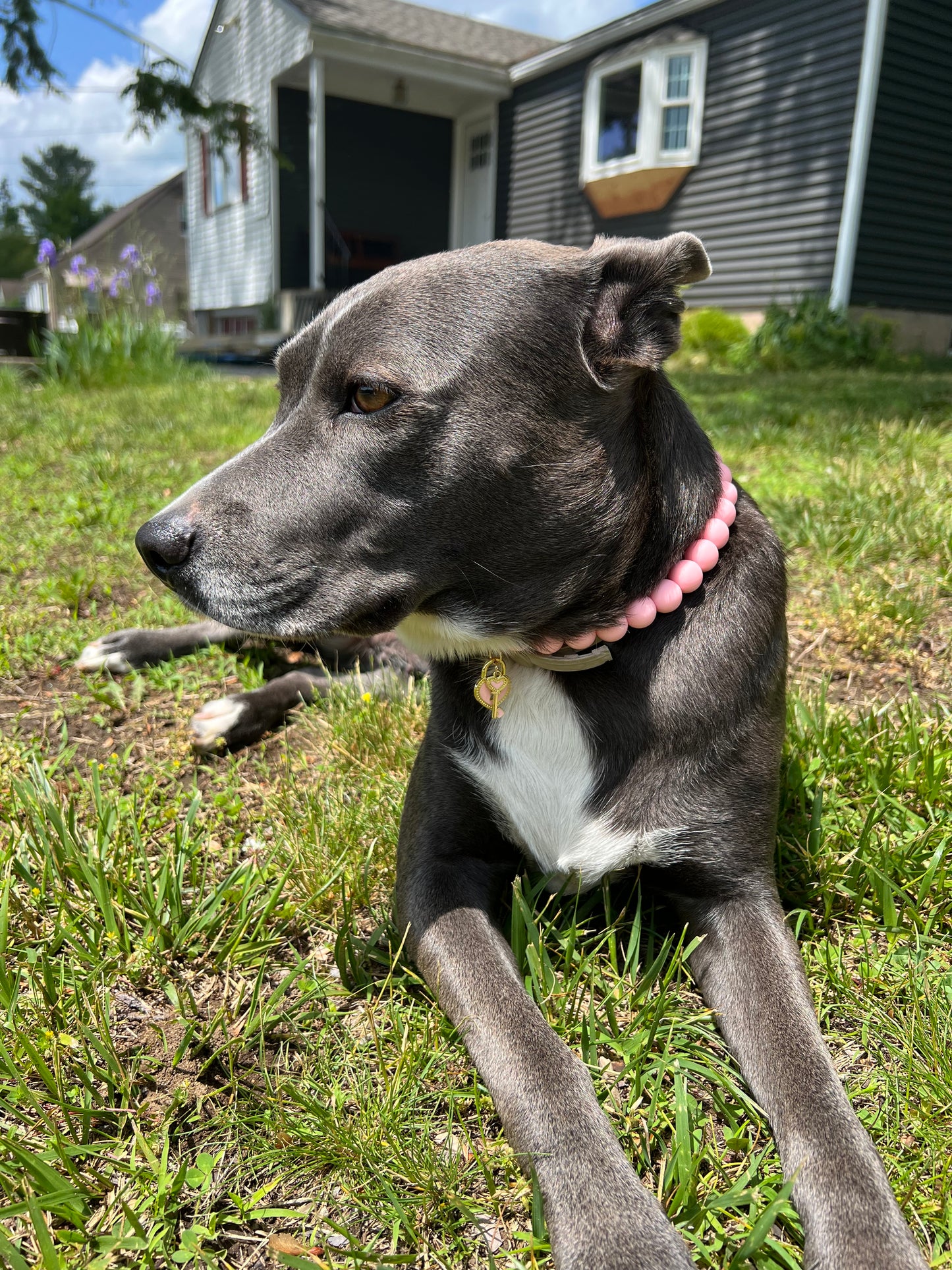 Dog necklace
