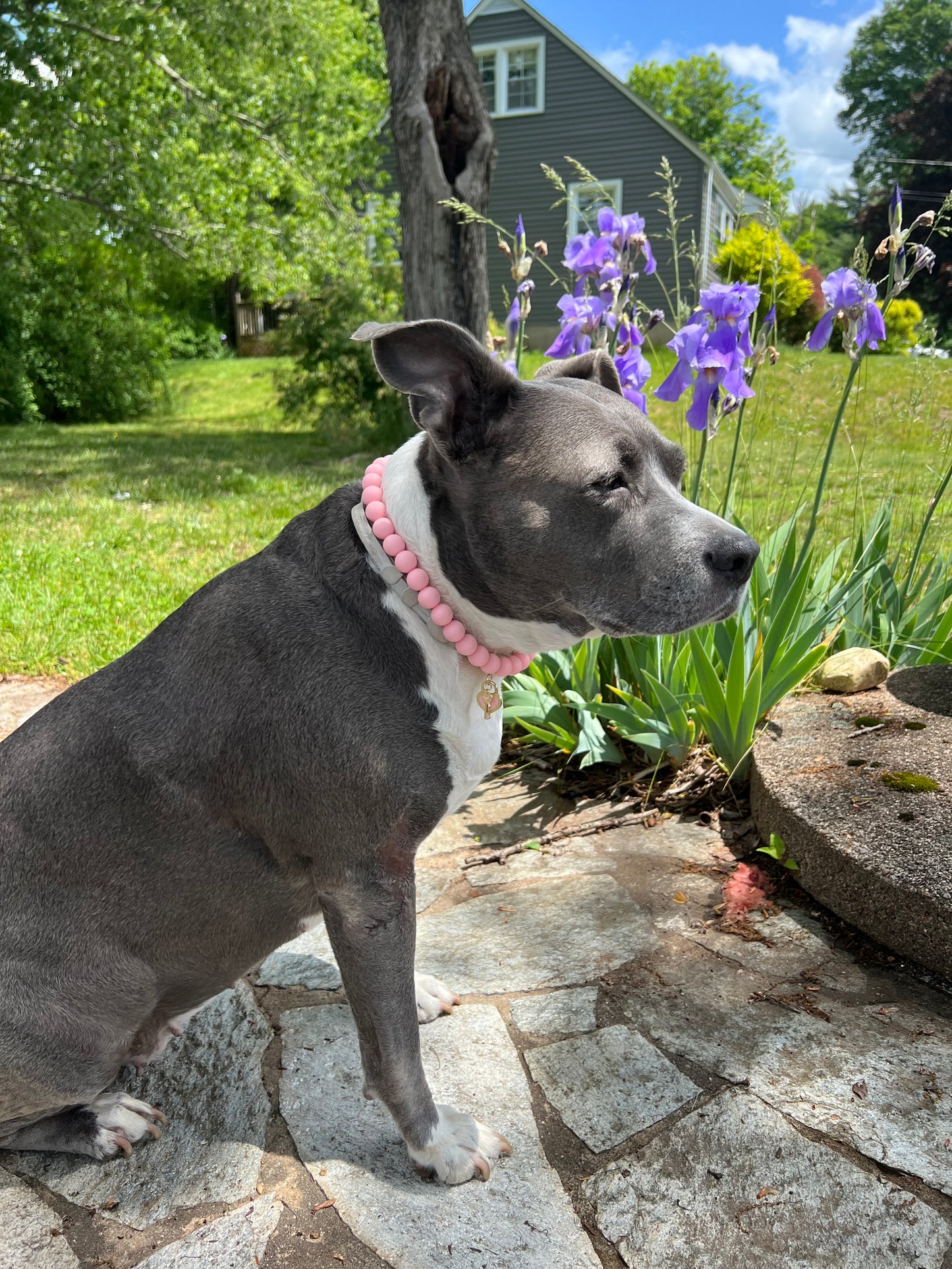Dog necklace