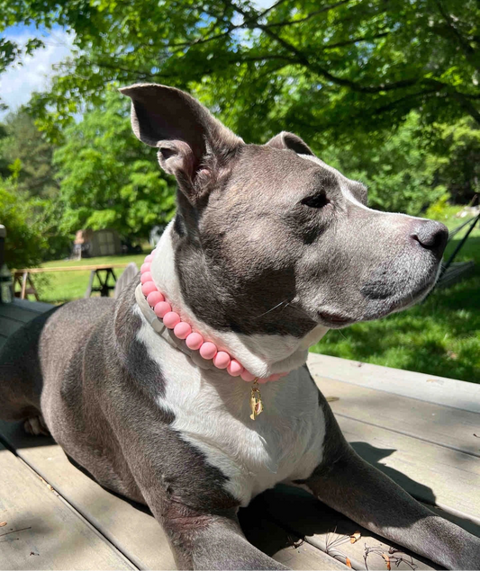 Dog necklace