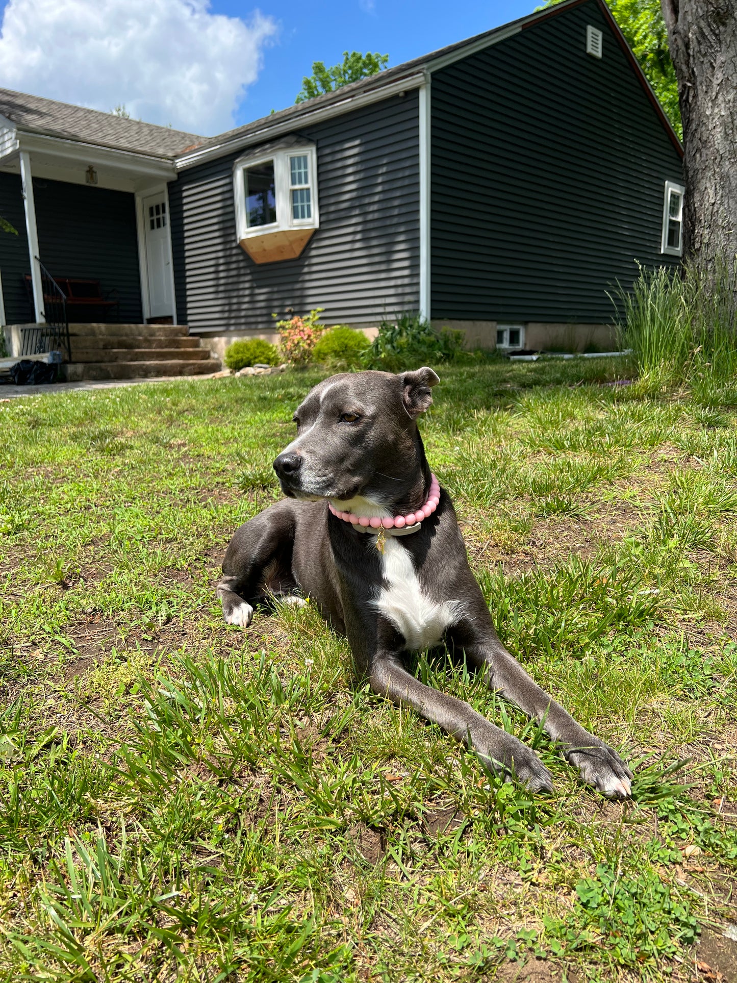 Dog necklace